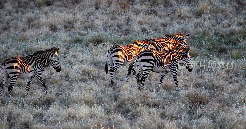 纳米比亚:纳米比亚- naukluft国家公园的斑马